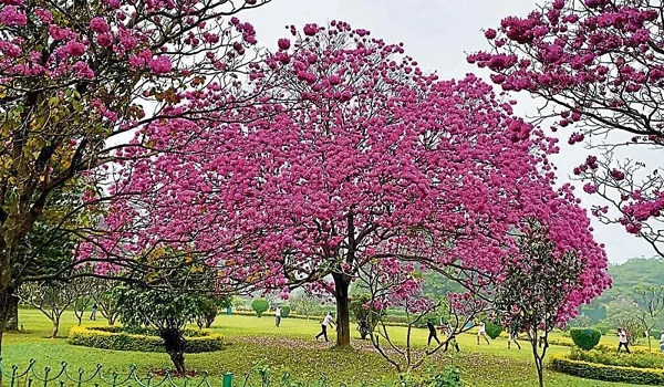 Cubbon Park